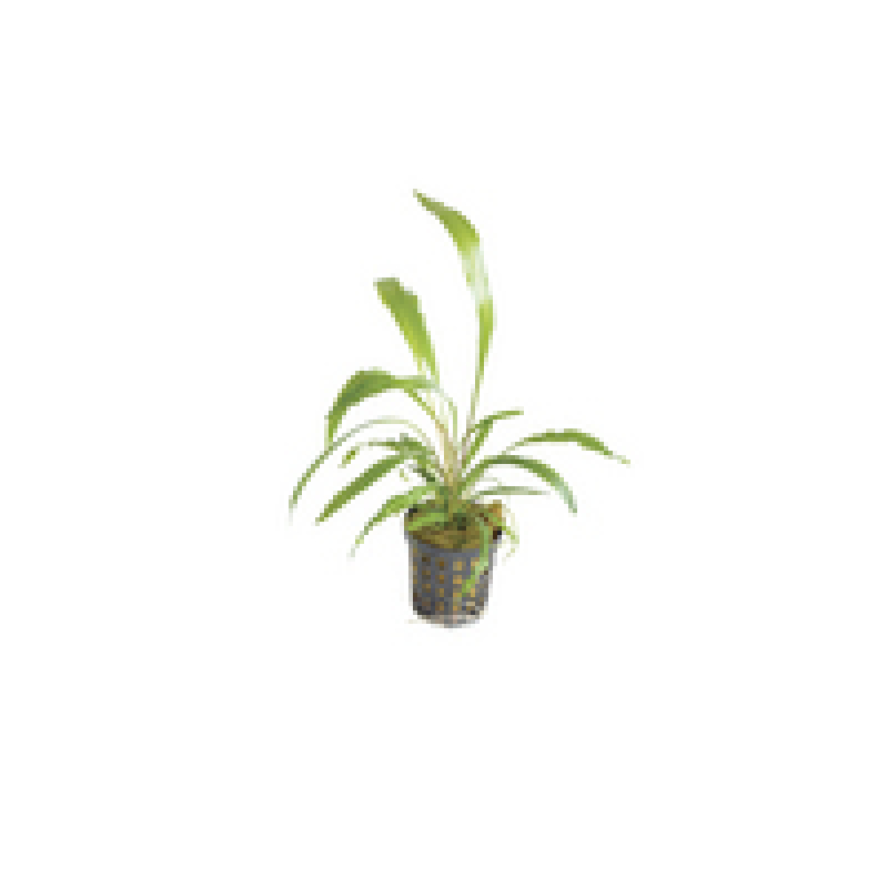6x Cryptocoryne Spiralis